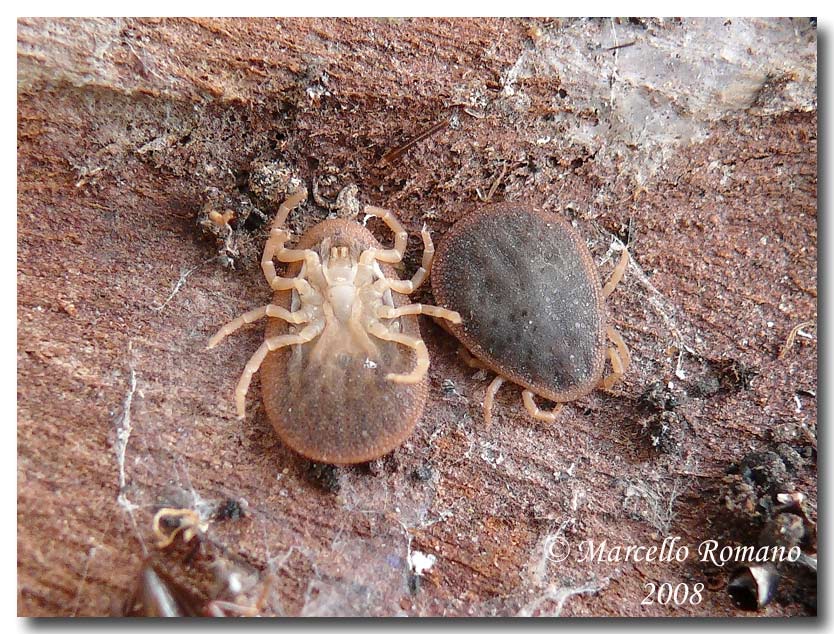 Argas reflexus (Ixodida) sotto corteccia di eucalipto